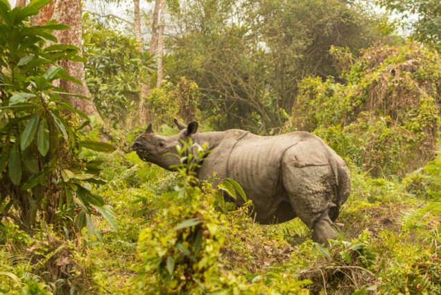 Kaziranga (Assam)
