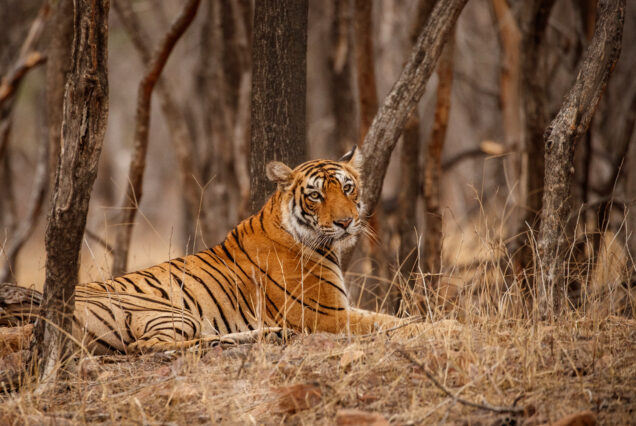 Ranthambore Safari Tour Package