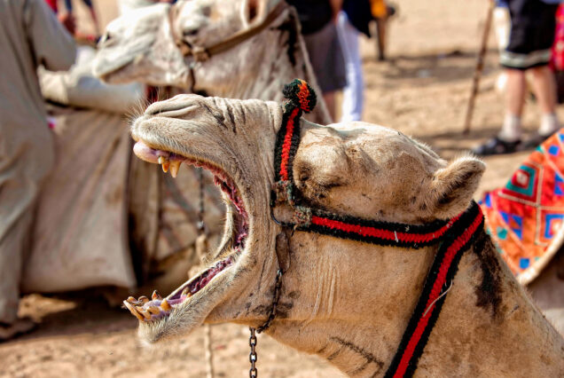 Glorious Rajasthan Tour